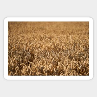 Ripe wheat field Sticker